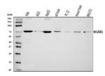 MUS81 Polyclonal Antibody