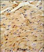 OAZ1 Polyclonal Antibody