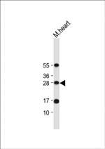 OAZ1 Antibody in Western Blot (WB)