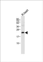 OAZ1 Antibody in Western Blot (WB)