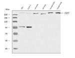 FRY Antibody in Western Blot (WB)