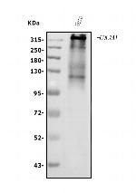 COL7A1 Antibody in Western Blot (WB)