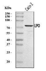 LPO Antibody in Western Blot (WB)