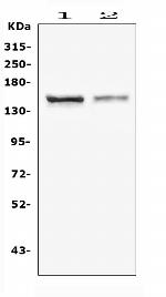 CRB1 Antibody in Western Blot (WB)