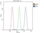 MTTP Antibody in Flow Cytometry (Flow)
