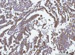 GluD1/GluD2 Antibody in Immunohistochemistry (Paraffin) (IHC (P))