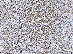 GluD1/GluD2 Antibody in Immunohistochemistry (Paraffin) (IHC (P))