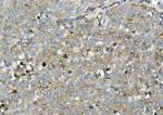 ASAH1 Antibody in Immunohistochemistry (Paraffin) (IHC (P))