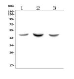 ASAH1 Antibody in Western Blot (WB)