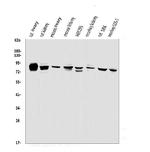 PHEX Antibody in Western Blot (WB)