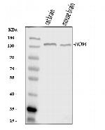 HCN4 Polyclonal Antibody