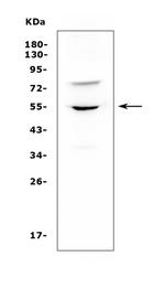 UGT1A6 Antibody in Western Blot (WB)