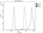 B-Myb Antibody in Flow Cytometry (Flow)