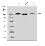 B-Myb Antibody in Western Blot (WB)
