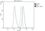 WWC1 Antibody in Flow Cytometry (Flow)