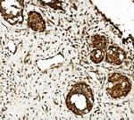 CLPB Antibody in Immunohistochemistry (Paraffin) (IHC (P))