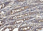 CLPB Antibody in Immunohistochemistry (Paraffin) (IHC (P))