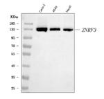 ZNRF3 Antibody in Western Blot (WB)