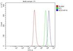 NOS1AP Antibody in Flow Cytometry (Flow)