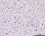 NOS1AP Antibody in Immunohistochemistry (Paraffin) (IHC (P))