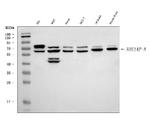 NOS1AP Antibody in Western Blot (WB)