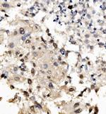 MNT Antibody in Immunohistochemistry (Paraffin) (IHC (P))