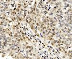 MNT Antibody in Immunohistochemistry (Paraffin) (IHC (P))