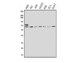 MNT Antibody in Western Blot (WB)