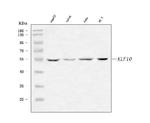 KLF10 Antibody in Western Blot (WB)