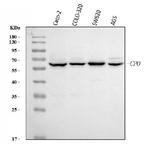 CPO Polyclonal Antibody