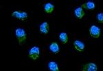 MT-ND6 Antibody in Immunocytochemistry (ICC/IF)