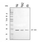 MT-ND6 Antibody in Western Blot (WB)