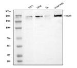 BAZ1A Antibody in Western Blot (WB)