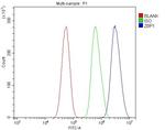 ZBP1 Antibody in Flow Cytometry (Flow)