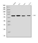 ZBP1 Antibody in Western Blot (WB)