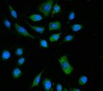 ZBP1 Polyclonal Antibody