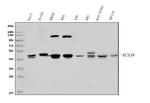 Kir6.1 (KCNJ8) Antibody in Western Blot (WB)