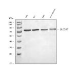 SLC5A7 Polyclonal Antibody