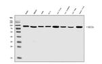 SEC23A Antibody in Western Blot (WB)