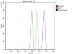 beta Tubulin Antibody in Flow Cytometry (Flow)