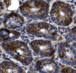 SLC44A2 Antibody in Immunohistochemistry (Paraffin) (IHC (P))