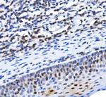 TAF4 Antibody in Immunohistochemistry (Paraffin) (IHC (P))