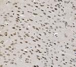 TAF4 Antibody in Immunohistochemistry (Paraffin) (IHC (P))