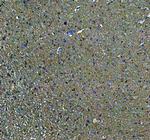 DNAJC6 Antibody in Immunohistochemistry (Paraffin) (IHC (P))