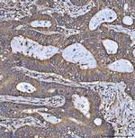 HSD17B7 Antibody in Immunohistochemistry (Paraffin) (IHC (P))