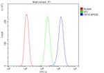 KIF15 Antibody in Flow Cytometry (Flow)