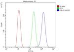 KIF15 Antibody in Flow Cytometry (Flow)