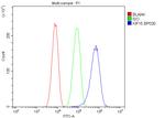 KIF15 Antibody in Flow Cytometry (Flow)
