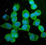 KIF15 Polyclonal Antibody