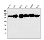KIF15 Antibody in Western Blot (WB)